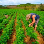 La cartera del agro informó que 3,4 millones de personas trabajaron en agricultura, ganadería, pesca y actividades afines, lo que representa un crecimiento de 103.000 empleos frente al 2024 - Foto: Ministerio de Agricultura
