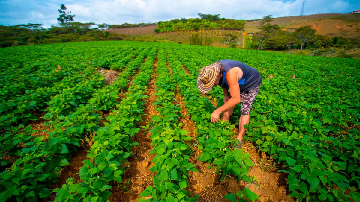 La cartera del agro informó que 3,4 millones de personas trabajaron en agricultura, ganadería, pesca y actividades afines, lo que representa un crecimiento de 103.000 empleos frente al 2024 - Foto: Ministerio de Agricultura